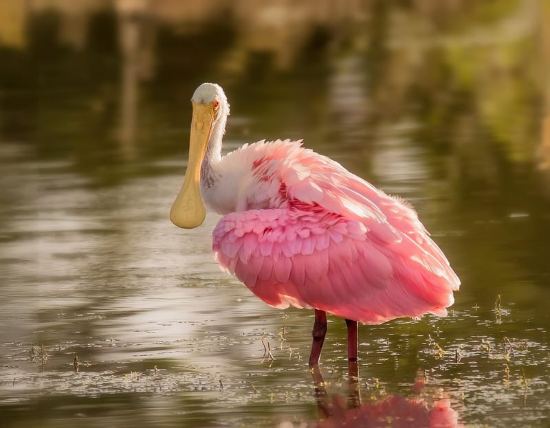 Future Wildlife