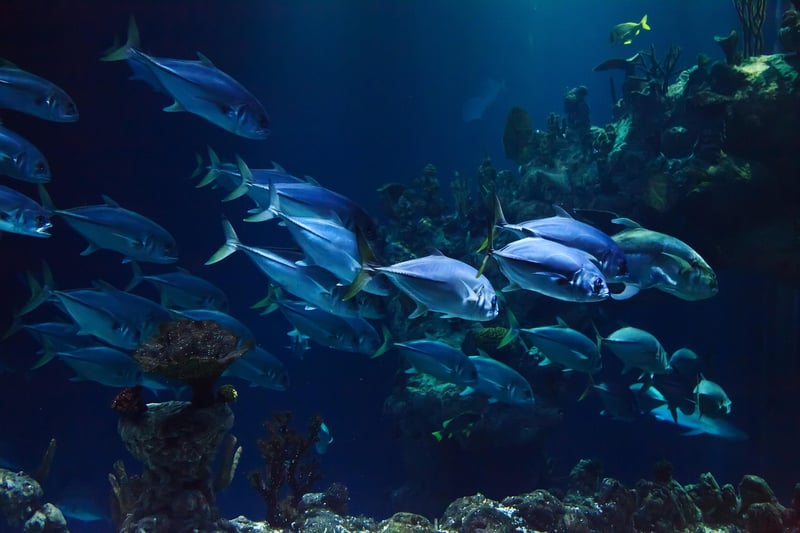 Coral Reef