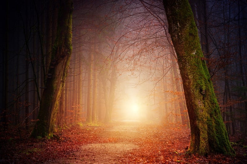 Ancient Forest